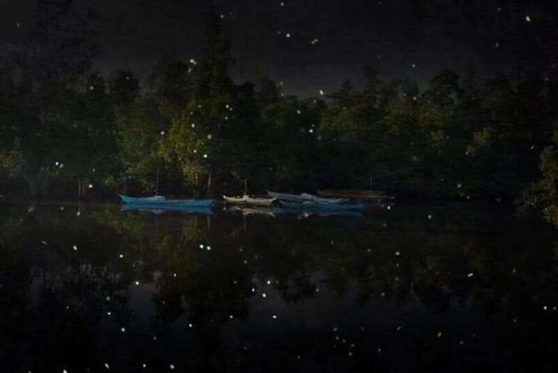 puerto-princesa-firefly-watching-shared-tour