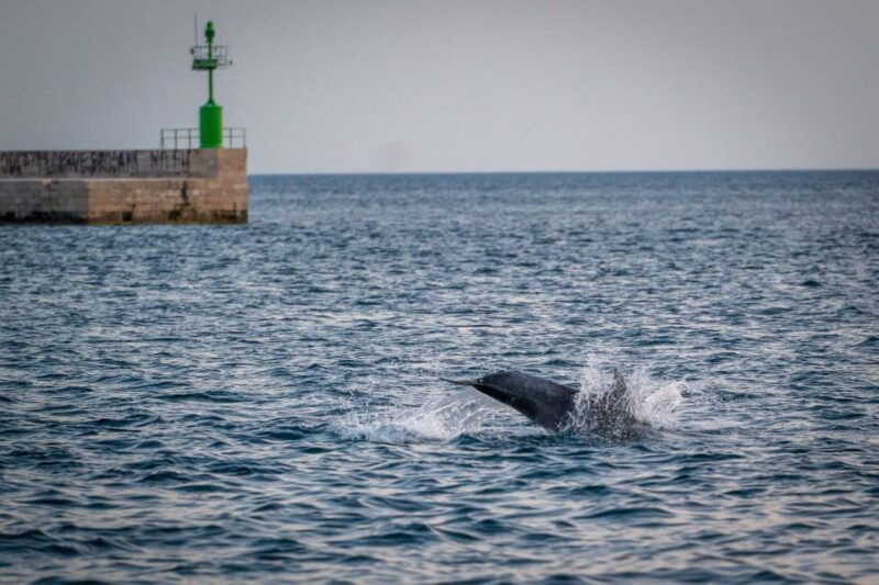 pula-brijuni-national-park-sunset-dolphins-dinner-cruise