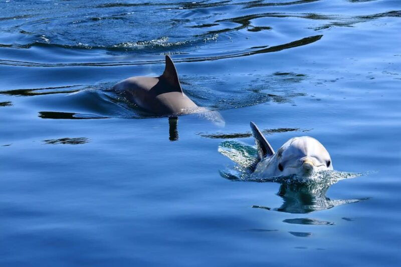pula-private-dolphins-sunset-tour-with-dinner-drinks