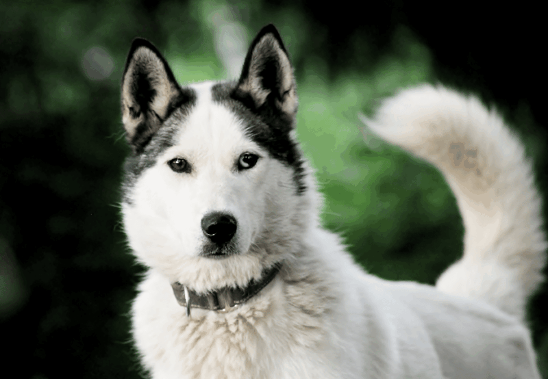 pyhatunturi-husky-safari-including-farm-visit