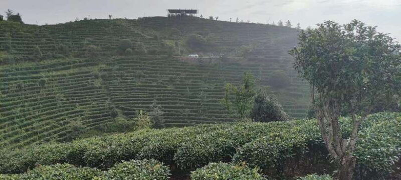 qixianfeng-tea-plantation-tour-in-yangshuo