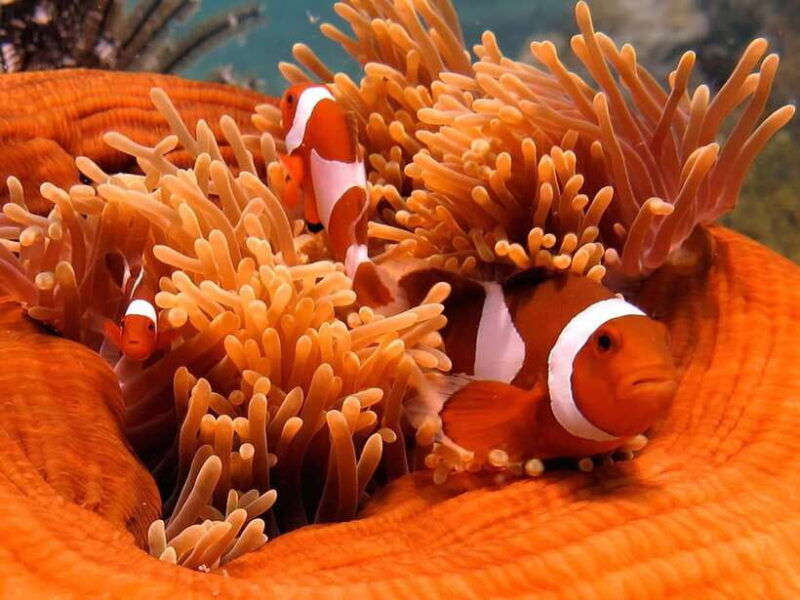 raid-open-water-20-diver-course-3-days-kota-kinabalu