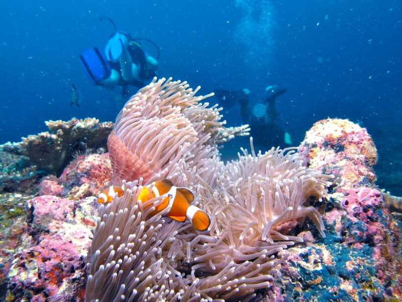 raid-try-dive-in-kota-kinabalu-sabah