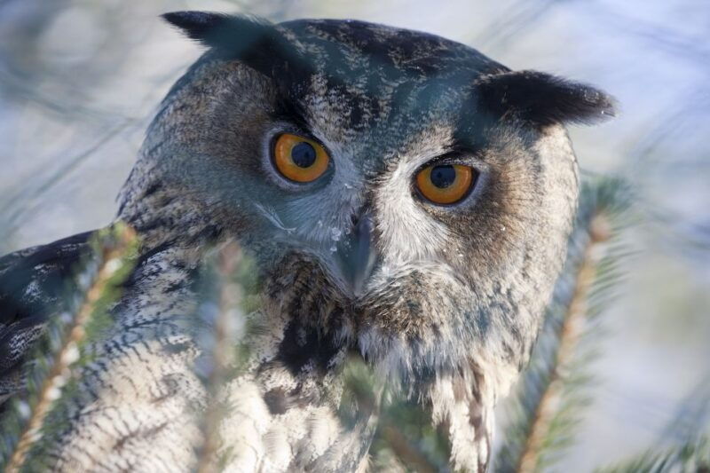 ranua-wildlife-park-guided-tour-from-rovaniemi