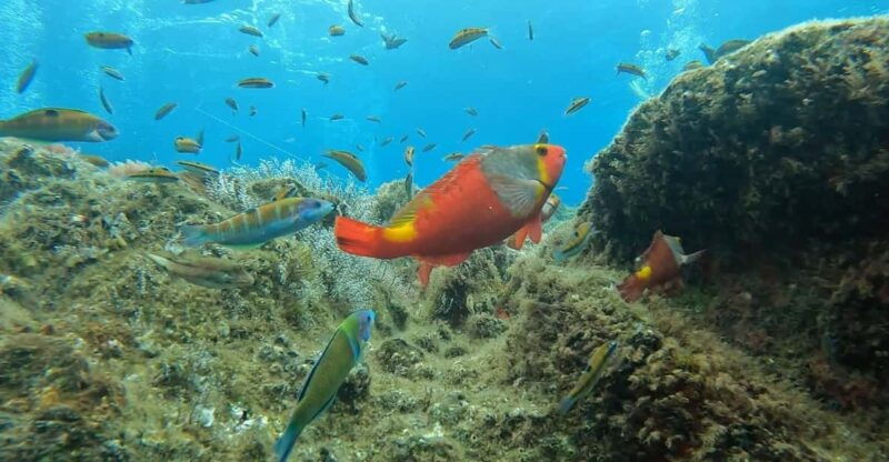 reef-fish-watching