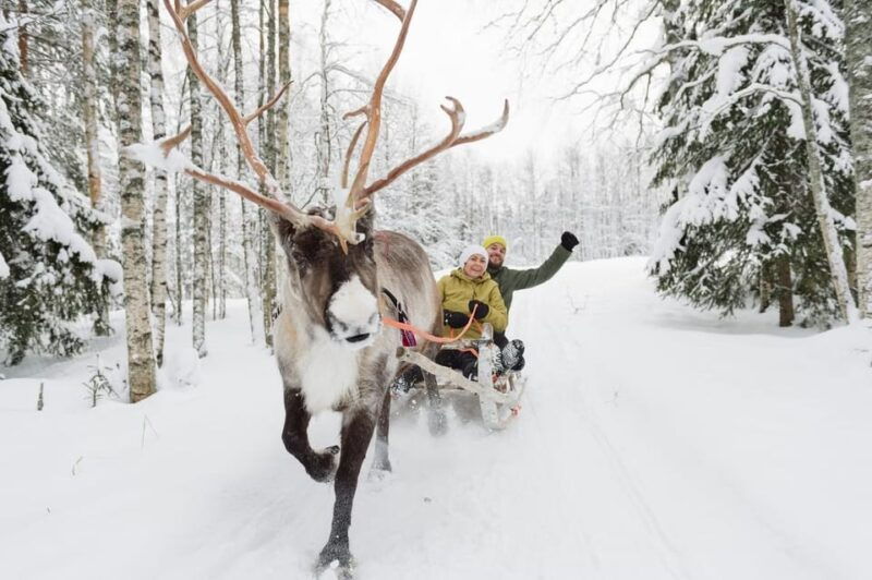 reindeer-farm-visit-with-sleigh-ride