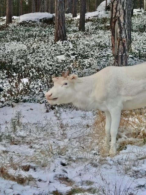 reindeer-feeding-in-inari