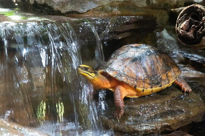 Reptile House Experience at Melbourne Zoo - excl. entry - Final Thoughts