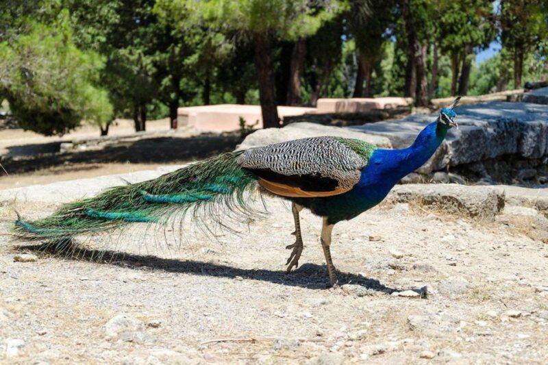 rhodes-filerimos-hill-and-butterfly-valley-bus-trip