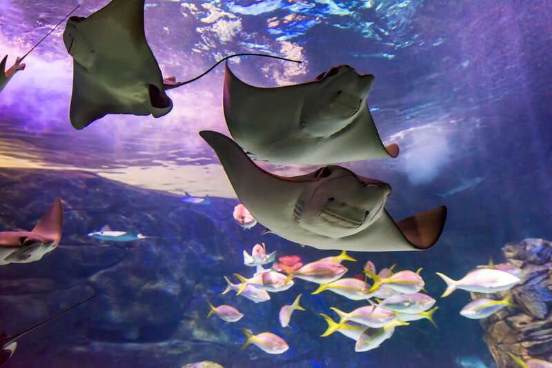 ripleys-aquarium-sharks-after-dark-entry-after-5pm