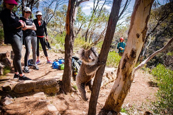 Rock Climbing and Abseiling in Adelaide - Why This Tour Delivers Great Value