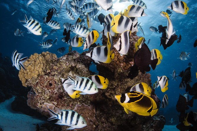 Romantic Dive for beginners in Bora Bora (2 people) with Video - What to Consider Before Booking