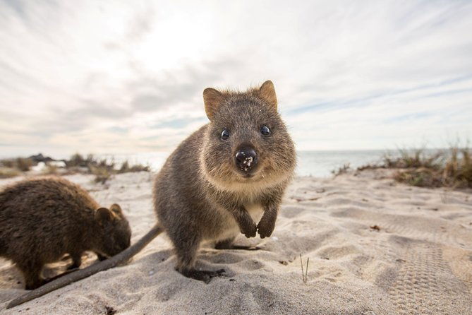 Rottnest Bayseeker Bus Tour from Hillarys Boat Harbour - Is This Tour Right for You?