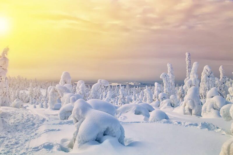 rovaniemi-arctic-animals-sleigh-rides-and-wildlife-zoo