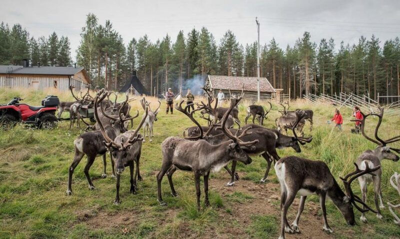 rovaniemi-authentic-lapland-reindeer-farm-experience