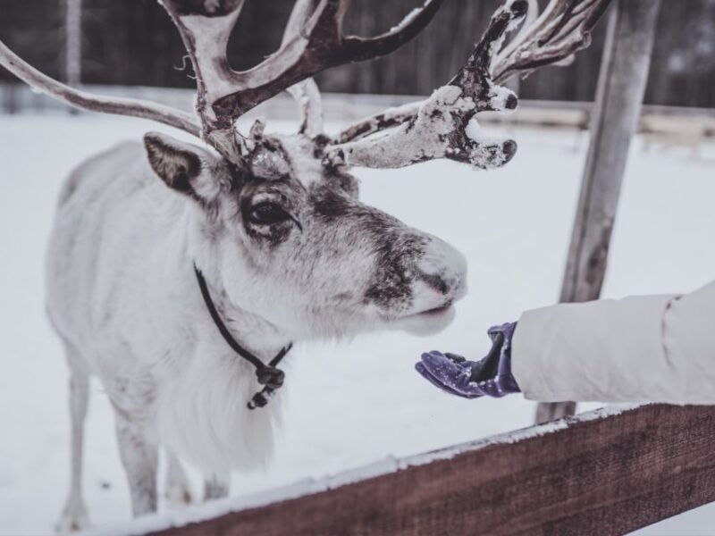 rovaniemi-authentic-lapland-reindeer-farm-visit-sled-ride-2