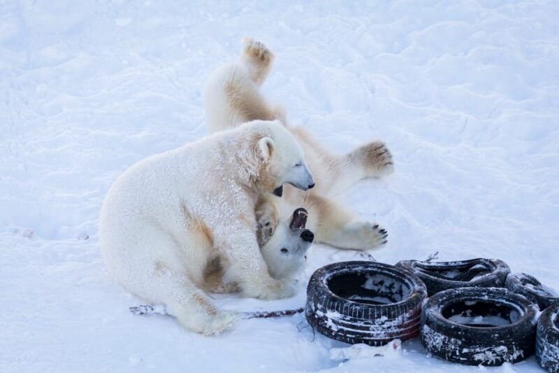 rovaniemi-day-at-ranua-wildlife-park-arctic-zoo