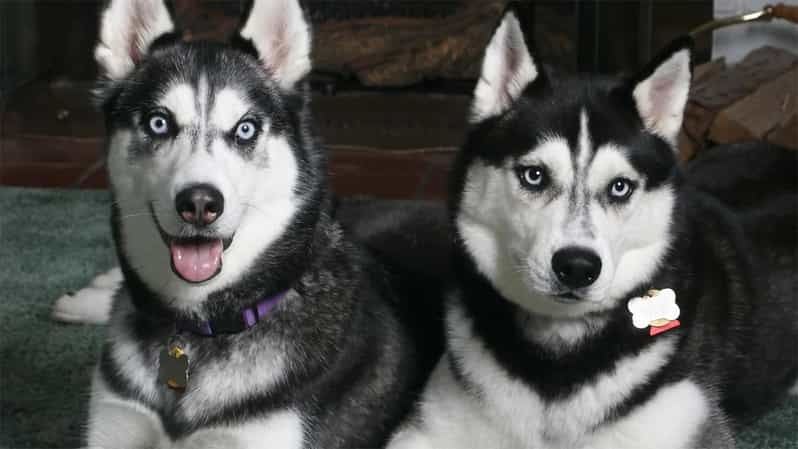 rovaniemi-family-friendly-husky-ride-and-farm-visit