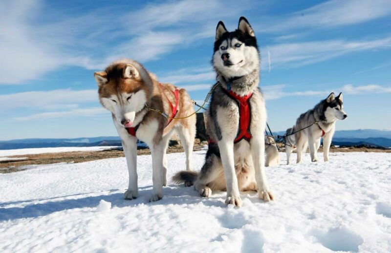rovaniemi-husky-sled-ride-and-farm-visit
