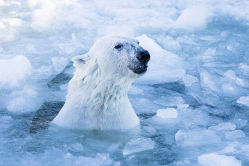 rovaniemi-ranua-zoo-entry-ticket-w-walking-tour-and-lunch