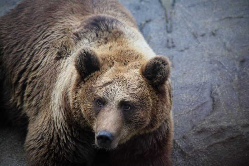 rovaniemi-ranua-zoo-wildlife-park-tour-with-hotel-pickup