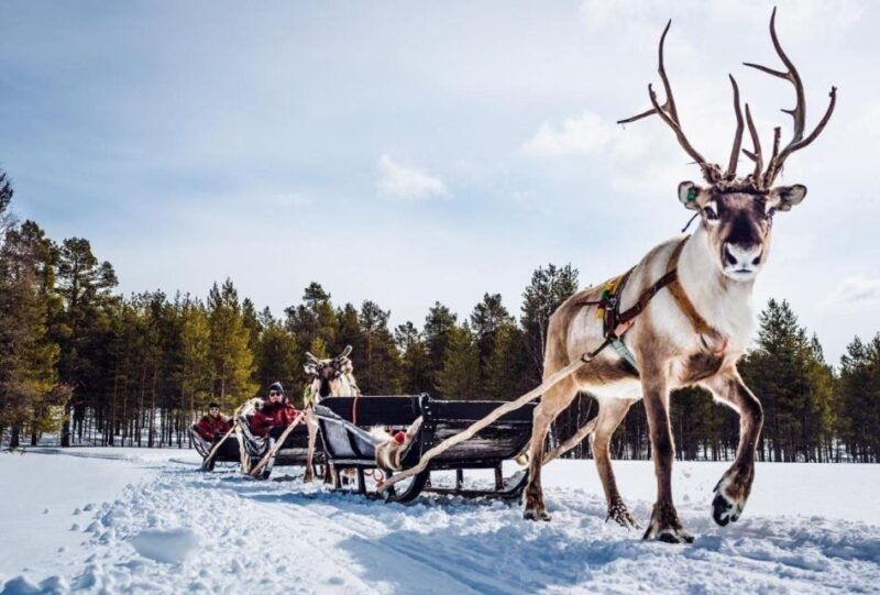 rovaniemi-reindeer-farm-tour-with-sledge-ride-pickup