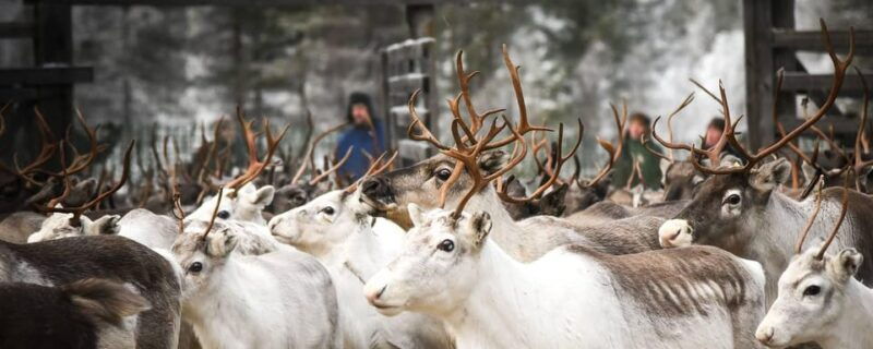 rovaniemi-reindeer-farm-visit-and-sleigh-ride-with-transfer