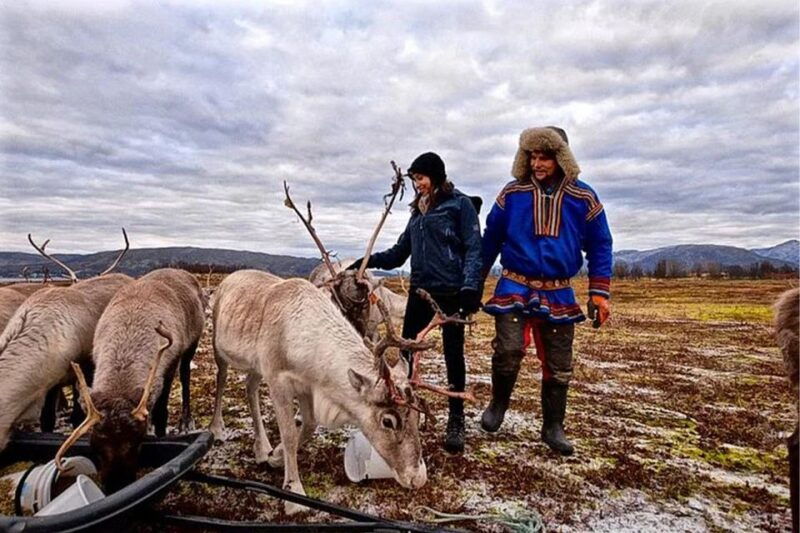 rovaniemi-reindeer-farm-visit-in-the-summer