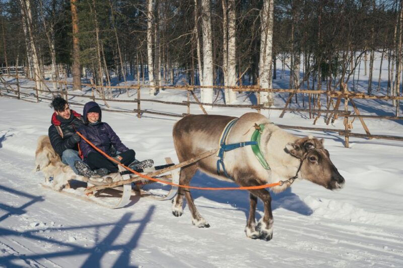 rovaniemi-reindeer-farm-visit-with-photographer