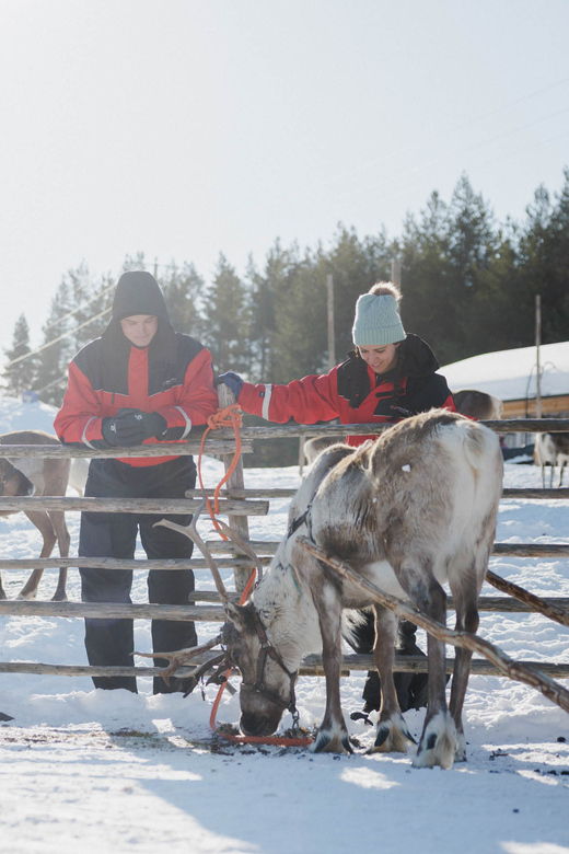 rovaniemi-reindeer-farm-visit-with-sleigh-ride