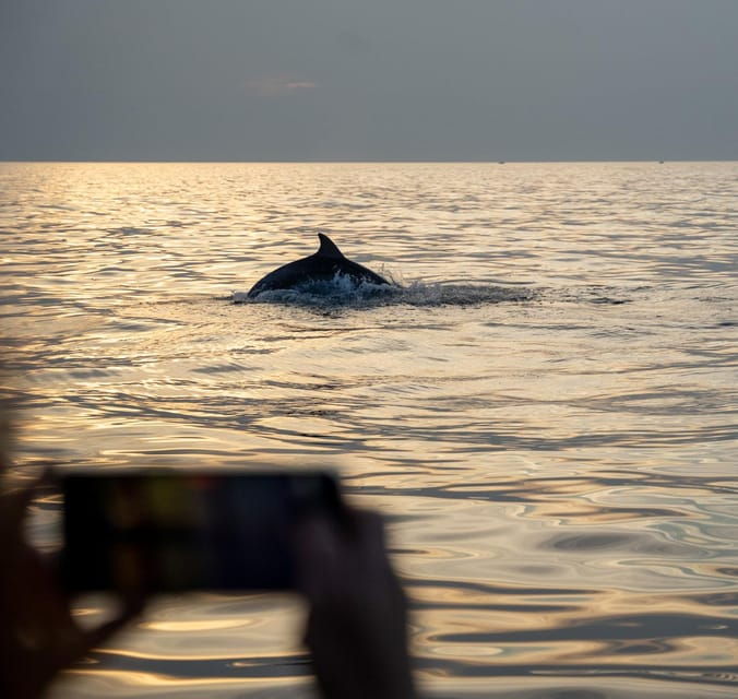 rovinj-sunset-dolphin-watching-island-swimming-boat-tour