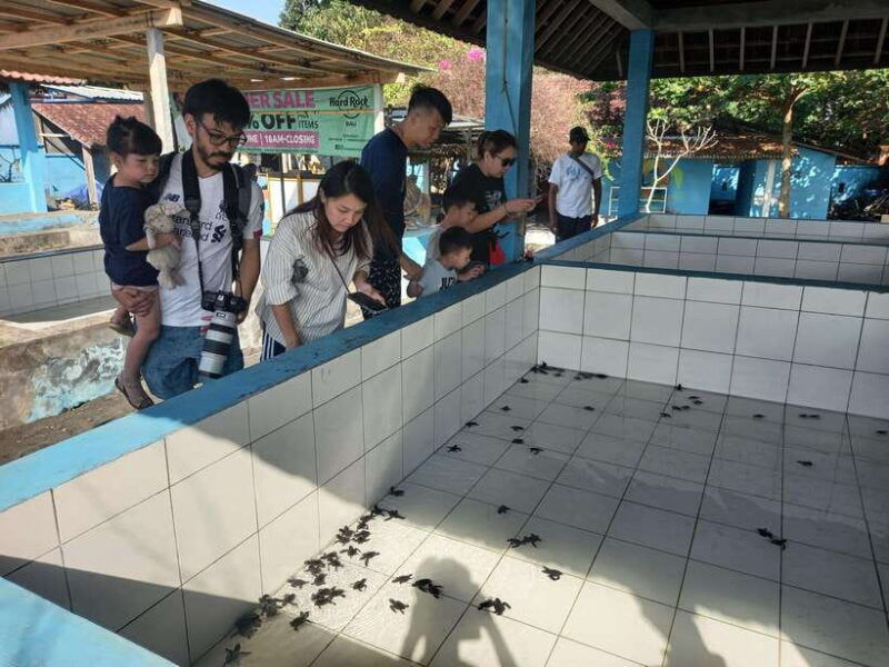 saba-beach-horse-riding-turtle-release-experience