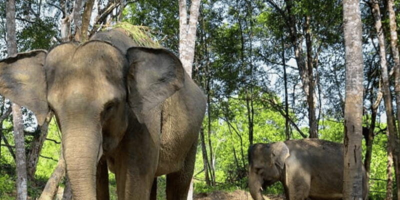 safari-lagoi-eco-farm-bintan