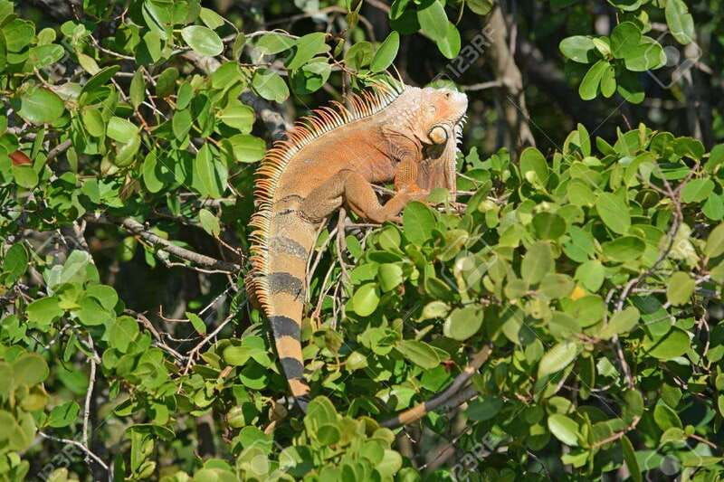 safari-through-the-mangroves-in-ventanilla-oaxaca
