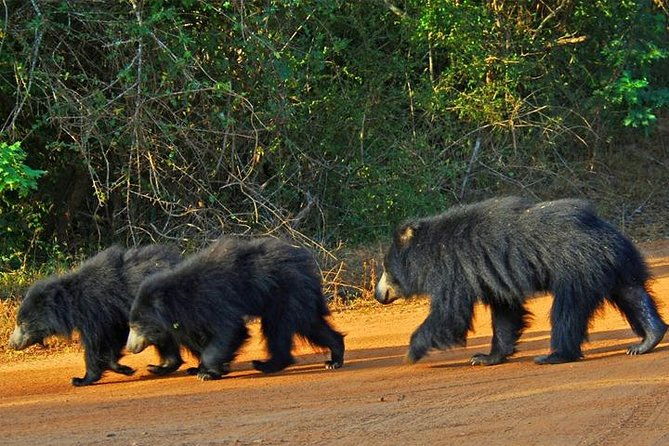 Safari Tour Yala National Park - 2 nights 3 days - The Sum Up