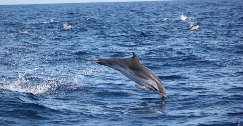 sagres-wildlife-tour-dolphins-and-caves