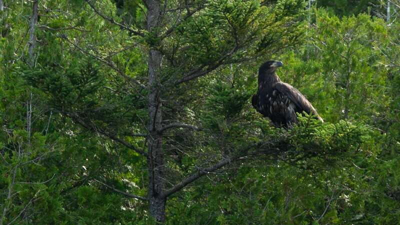 saint-john-river-river-relics-kayak-tour