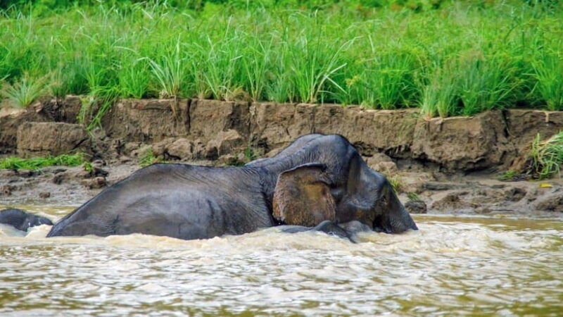 sandakan-2-days-1-night-bilit-kinabatangan-river-wildlife