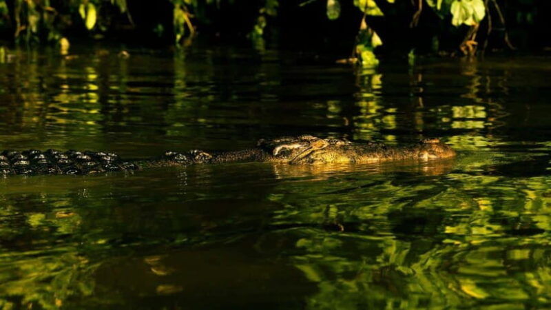 sandakan-3-day-kinabatangan-river-wildlife-adventure