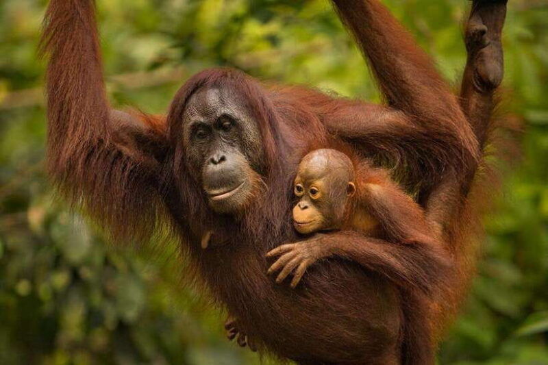sandakan-orangutan-sanctuary-shared-day-trip-tour