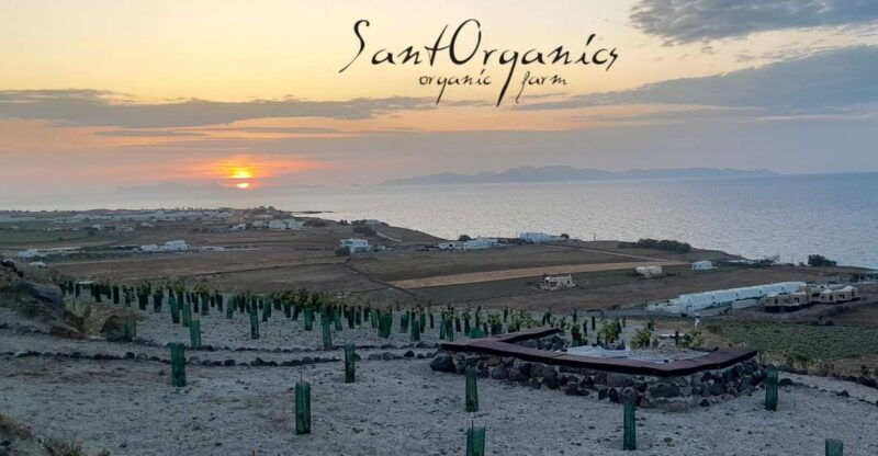 santorini-private-agri-educational-visit-to-an-organic-farm-2