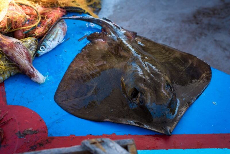 santorini-traditional-fishing-trip-and-fresh-fish-lunch