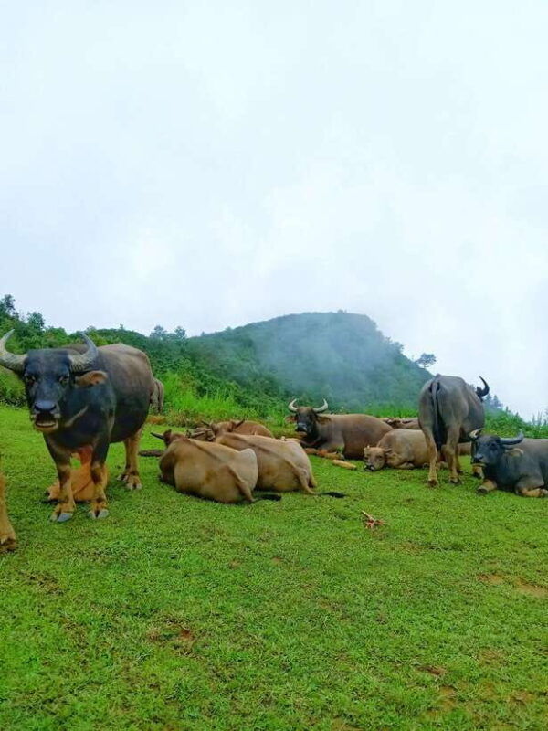 sapa-2-days-walking-1-night-at-homestay-with-local-guide