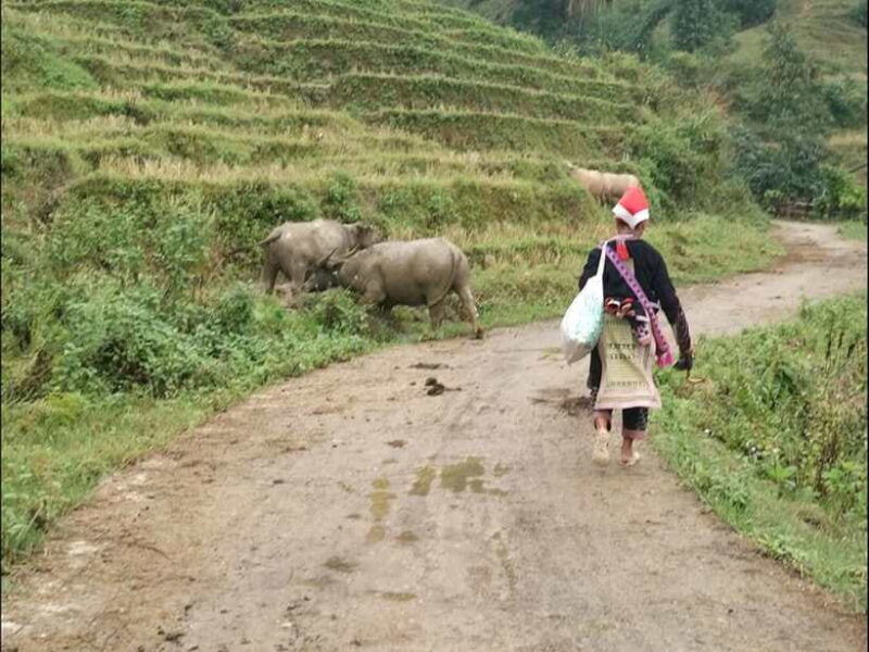 sapa-private-trek-to-muong-hoa-valley