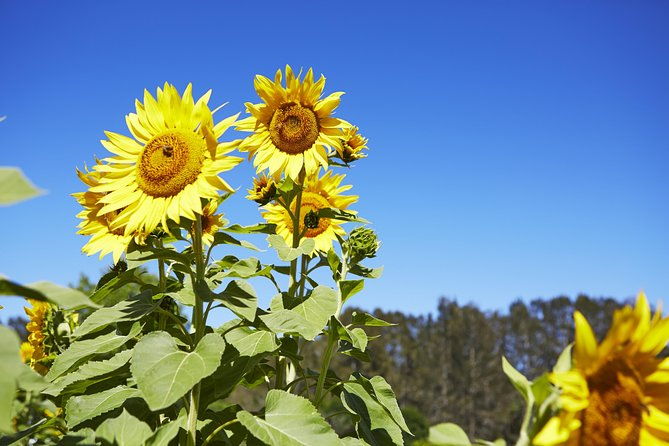 Scenic Hunter Valley Tour with Wine and Cheese Tastings - Transportation & Group Size