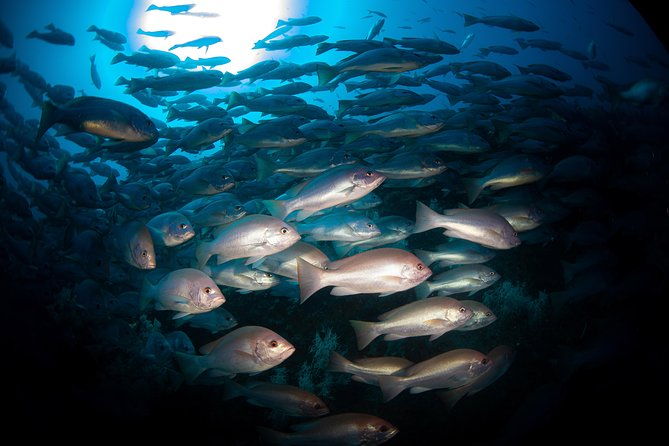 Scuba Dive the S.S. Yongala Wreck on the Great Barrier Reef. - Final Thoughts
