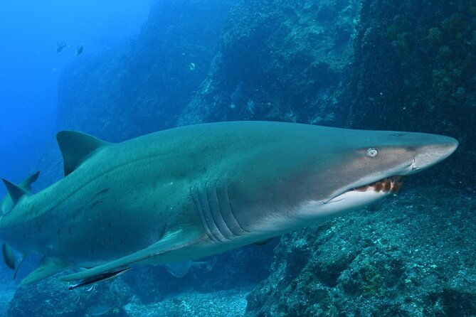 Scuba Dive With Grey Nurse Sharks in Bushrangers Bay - Authentic Experiences & Guest Feedback