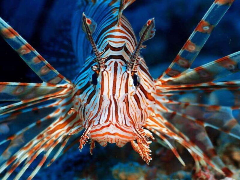 scuba-diving-in-boracay-ssi-basic-diver-for-beginners