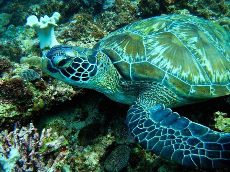 scuba-diving-in-boracay-ssi-open-water-certification