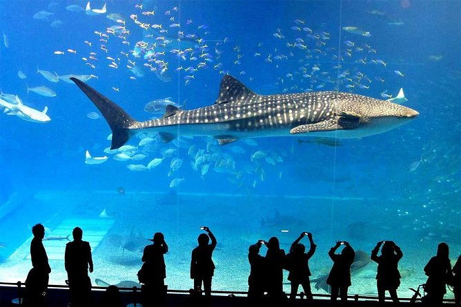SEA LIFE Ocean World at Bangkok Admission Ticket - The Price and Value Proposition